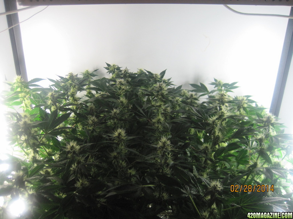 Blue Mystic Day 28 flower, OG Kush day 35 veg