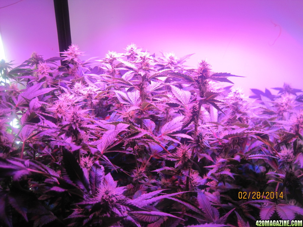 Blue Mystic Day 28 flower, OG Kush day 35 veg