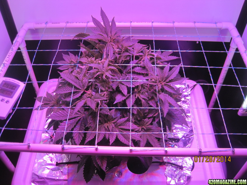 Blue Mystic day 32 veg, OG Kush day 5 veg