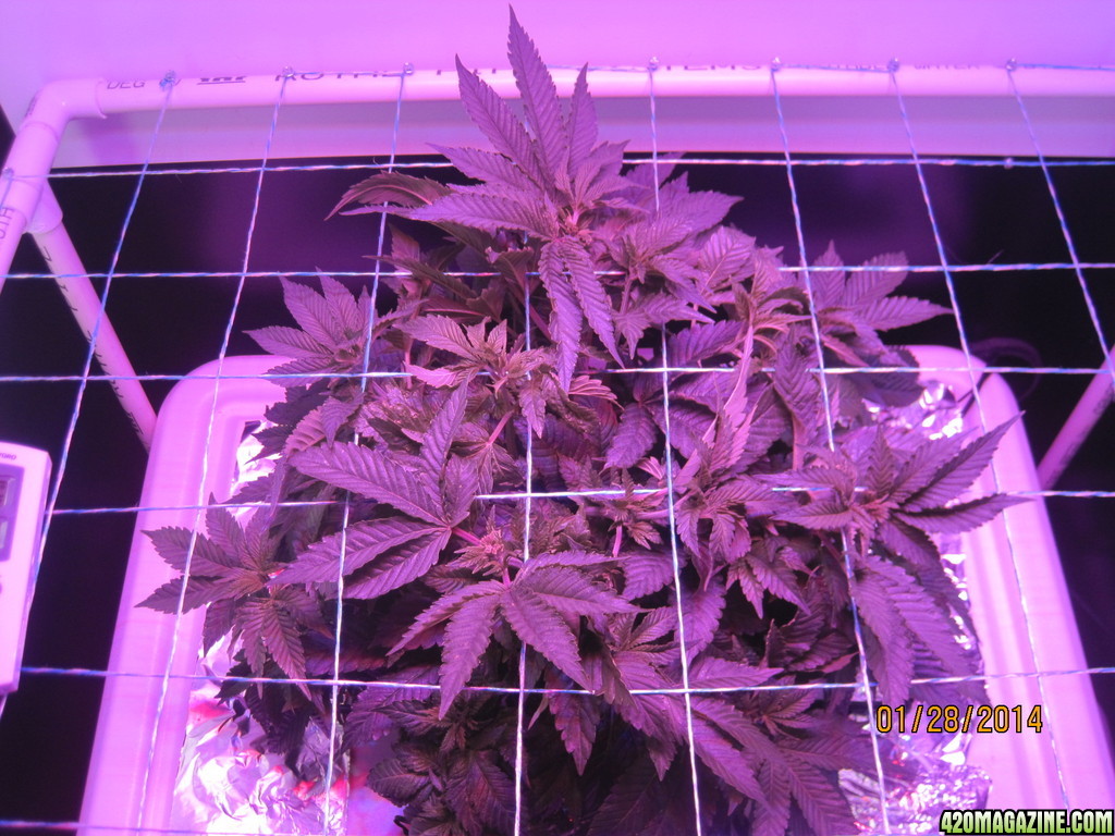 Blue Mystic day 32 veg, OG Kush day 5 veg