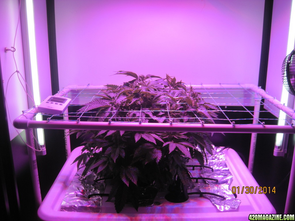 Blue mystic day 35 veg &amp; OG Kush day 7 veg