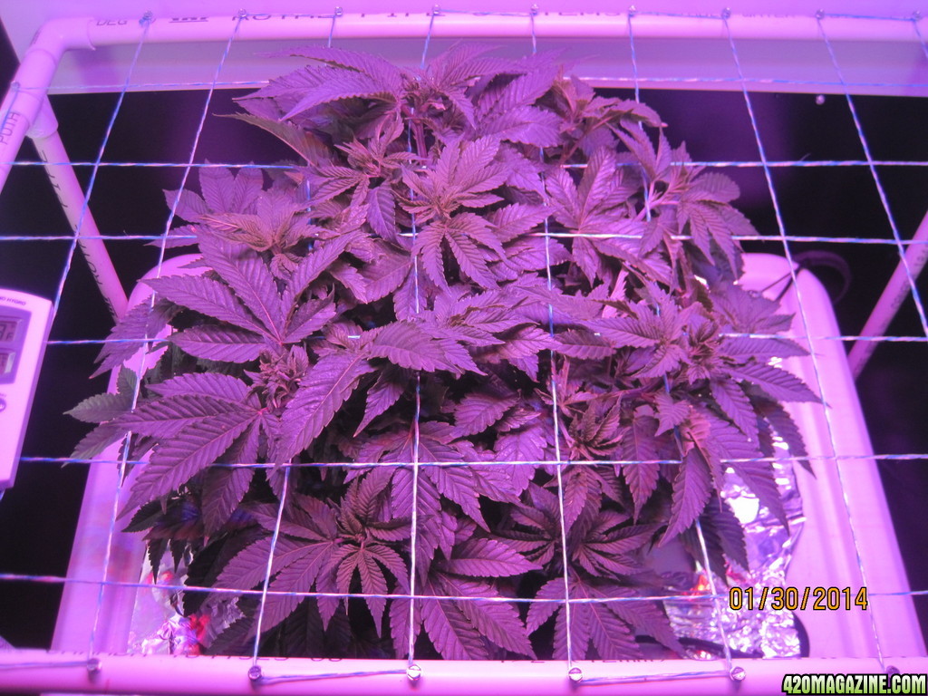 Blue mystic day 35 veg &amp; OG Kush day 7 veg