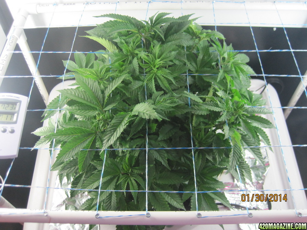 Blue mystic day 35 veg &amp; OG Kush day 7 veg