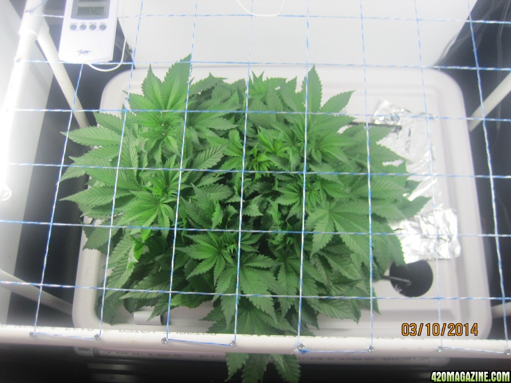 Blue Mystic Day 38 flower, OG Kush day 45 veg