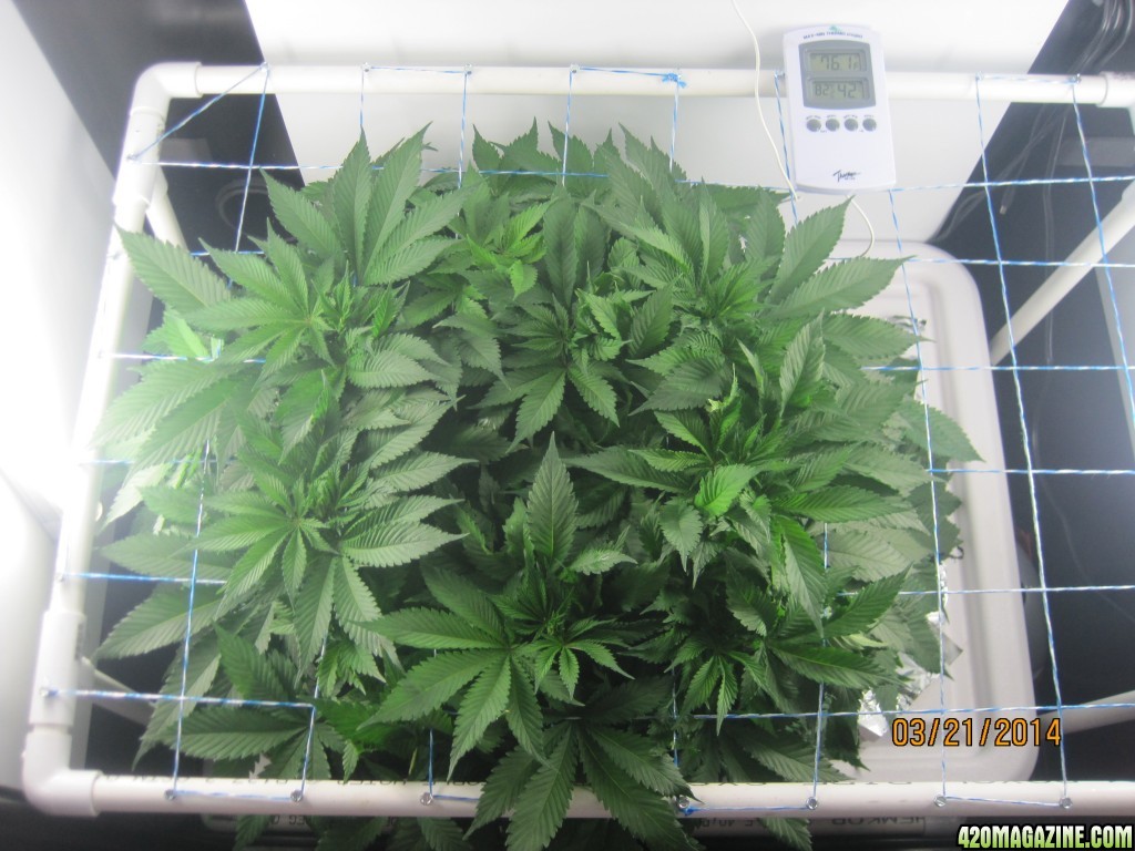 Blue Mystic Day 49 flower, OG Kush day 1 flower