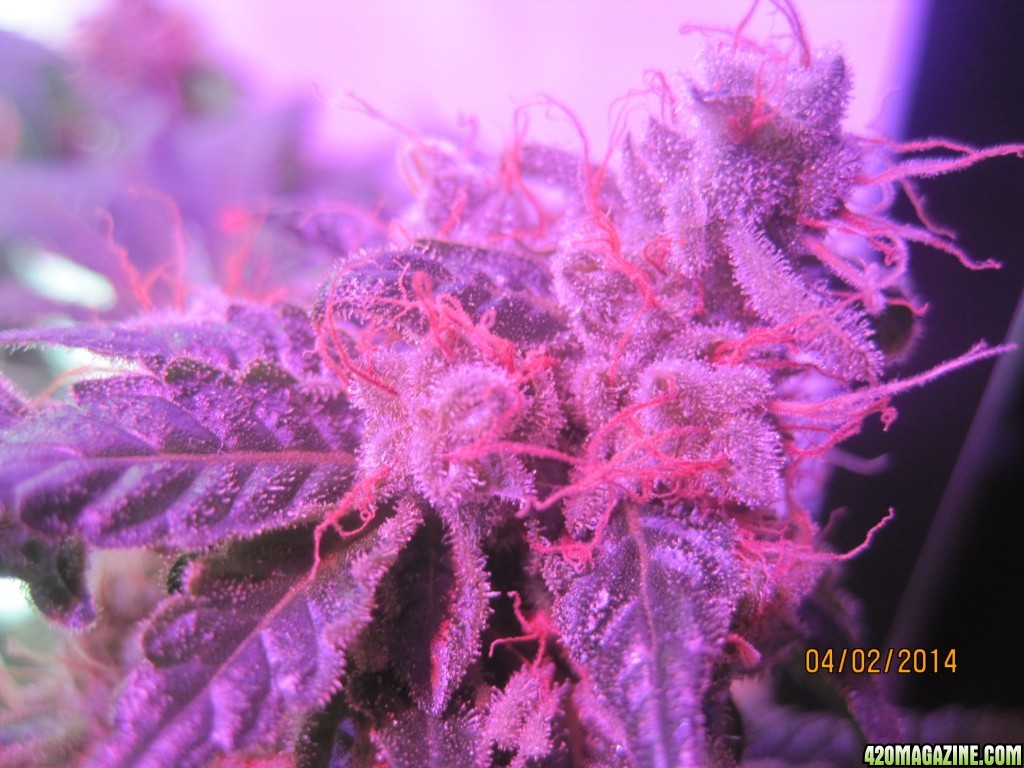 Blue Mystic Day 61 flower, OG Kush day 12 Flower