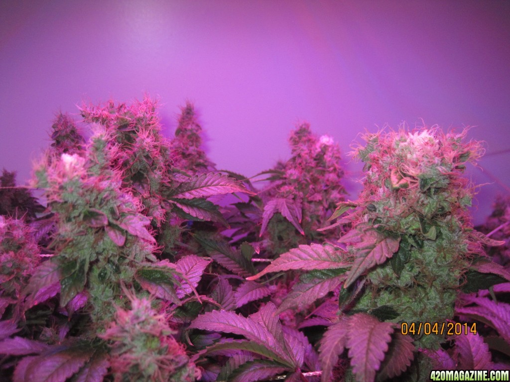 Blue Mystic Day 63 flower, OG Kush day 14 since flip