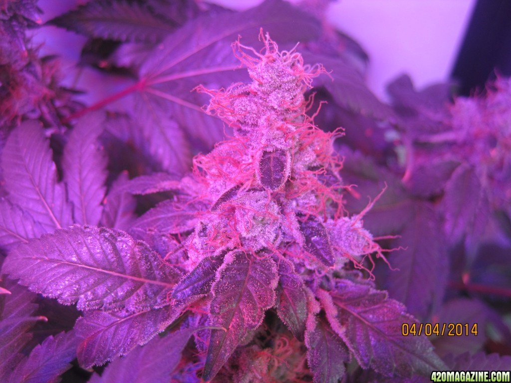 Blue Mystic Day 63 flower, OG Kush day 14 since flip