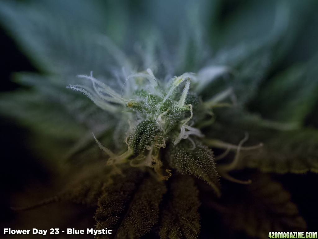 Blue Mystic - Flower Day 23