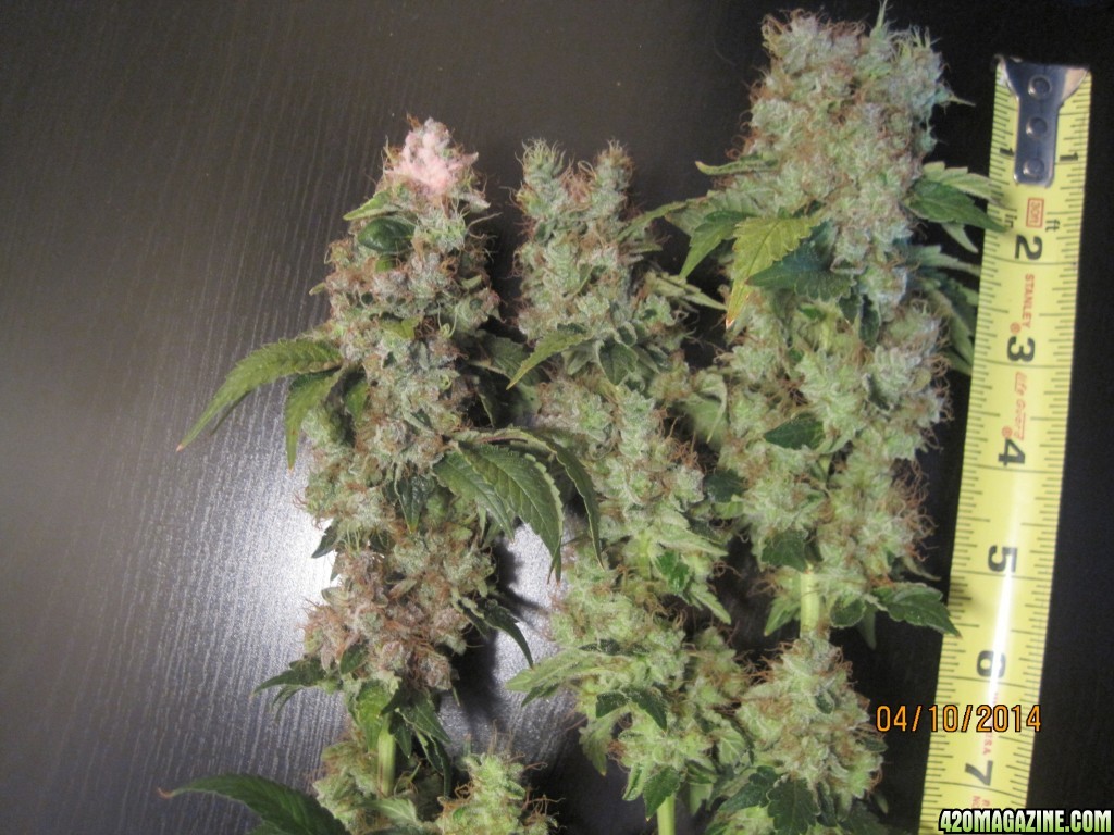 Blue Mystic Harvest, OG Kush day 21 Flower