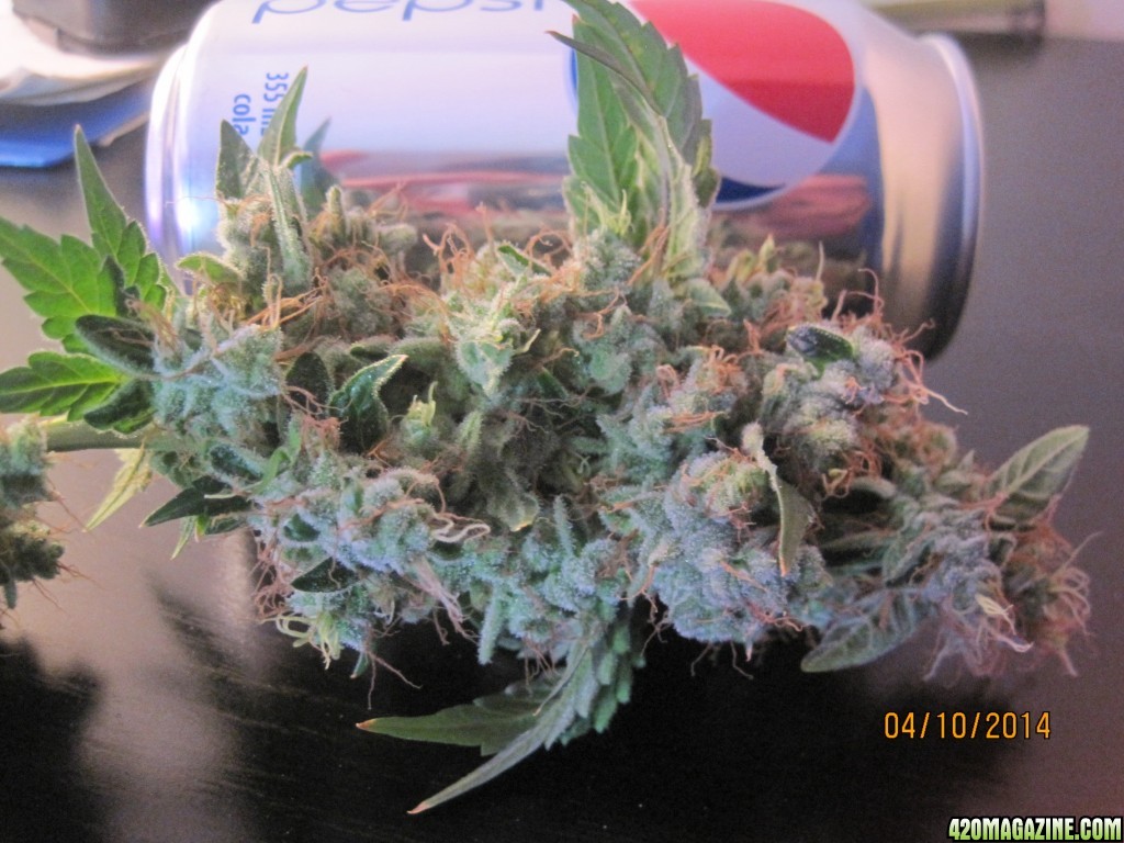 Blue Mystic Harvest, OG Kush day 21 Flower