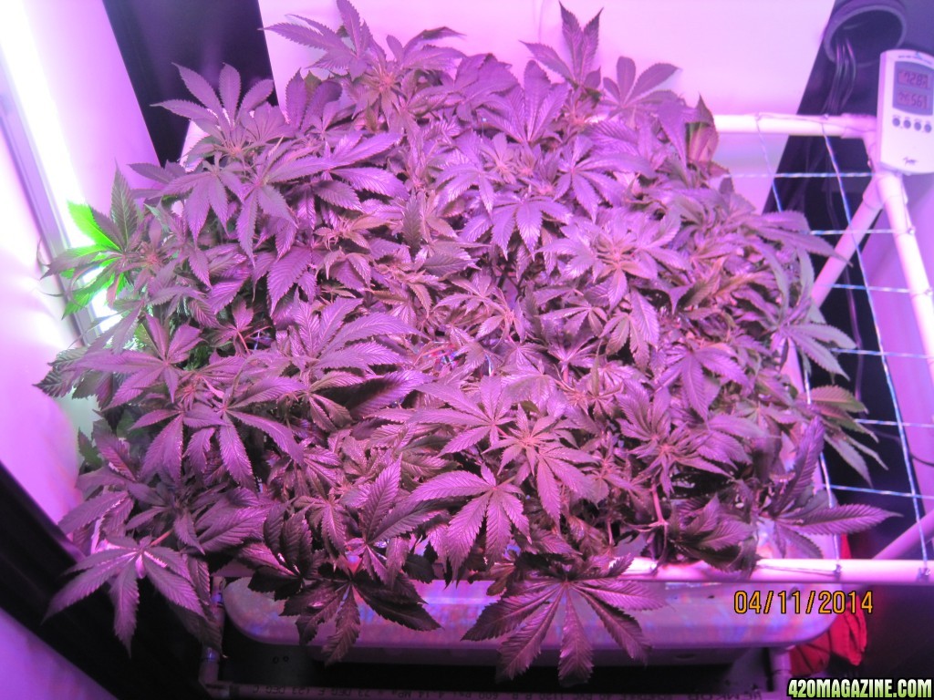 Blue Mystic Harvest, OG Kush day 21 Flower