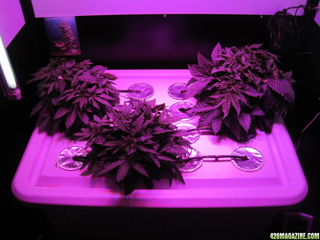 Blue Mystic seedlings 34 days from seed