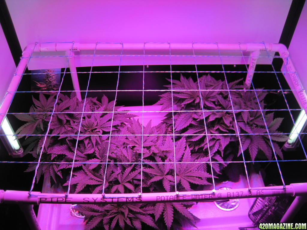 Blue Mystic seedlings 38 days from seed