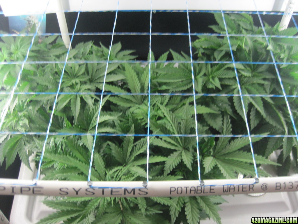 Blue Mystic seedlings 40 days from seed