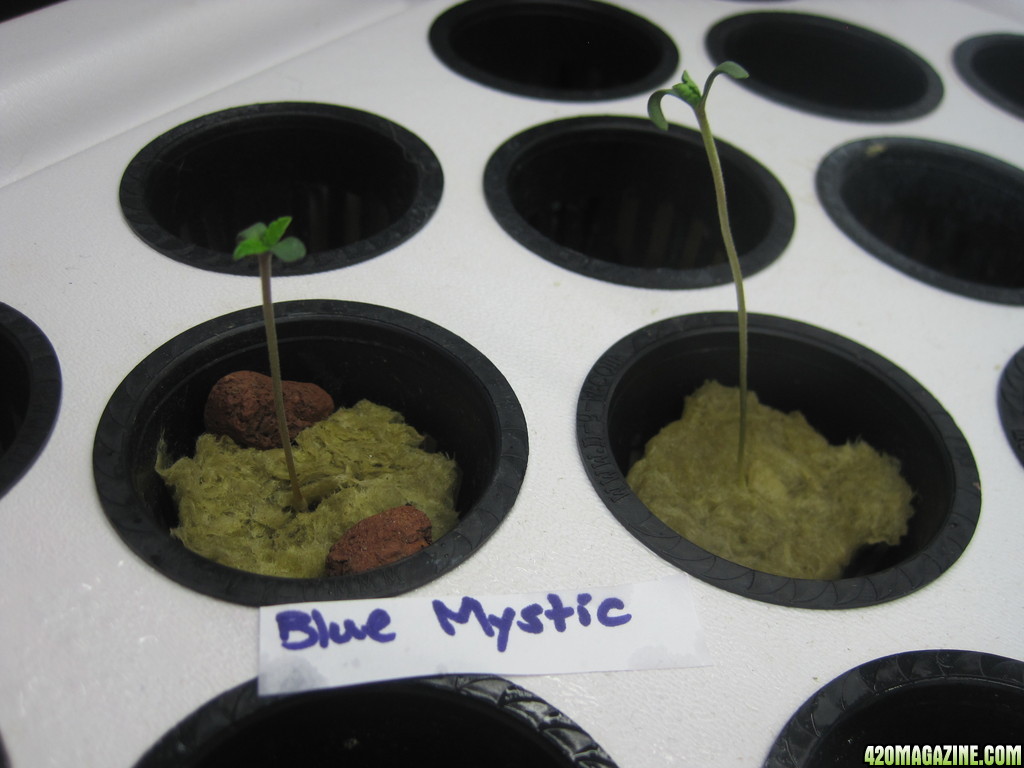 Blue Mystic seedlings