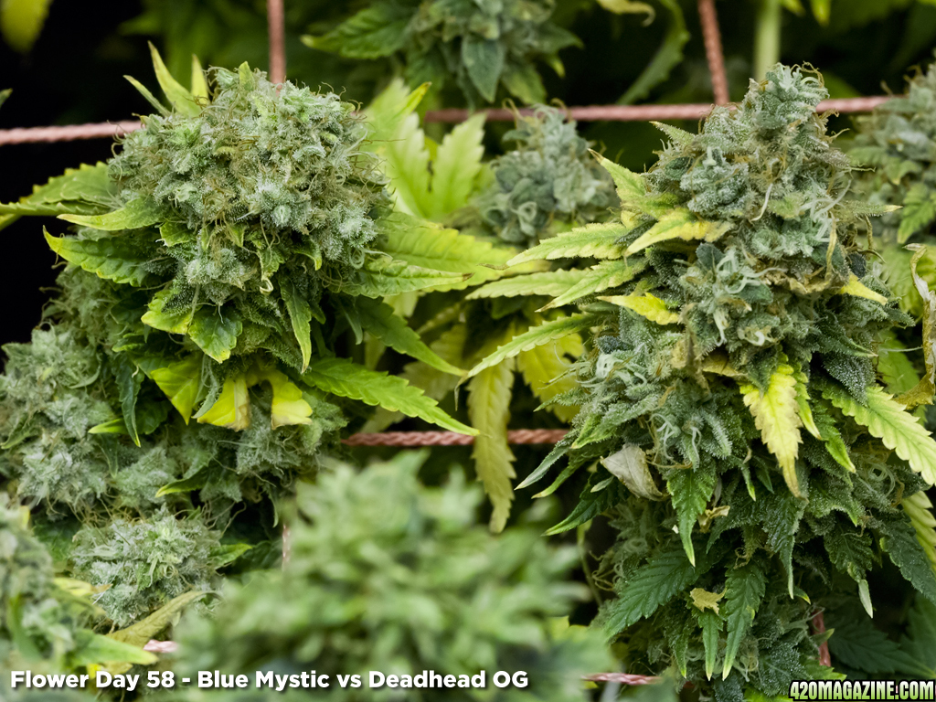 Blue Mystic vs. Deadhead OG - Flower Day 58