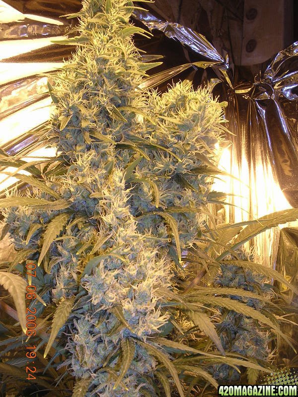 Blue Mystic