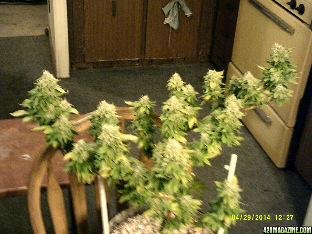 Blue Rhino in flower