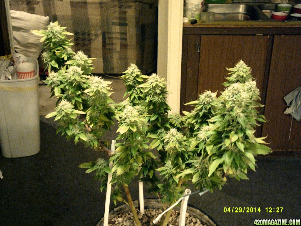 Blue Rhino in flower