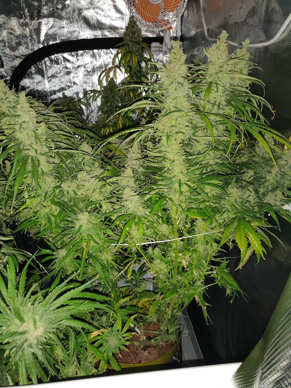 Blue Sunset Sherbert - Day 114 - 10.jpg