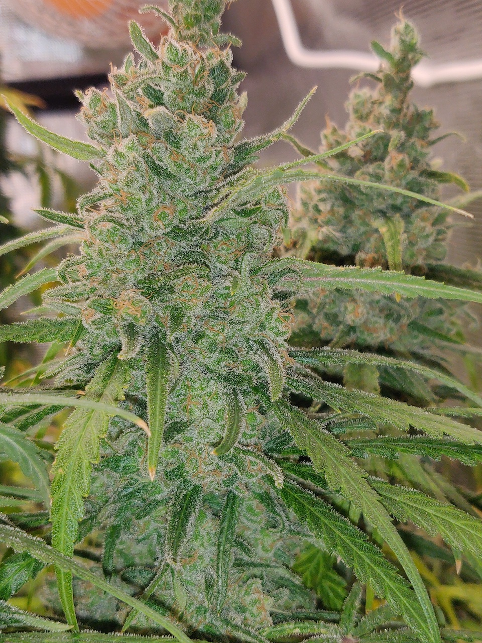 Blue Sunset Sherbert - Day 114 - 15.jpg