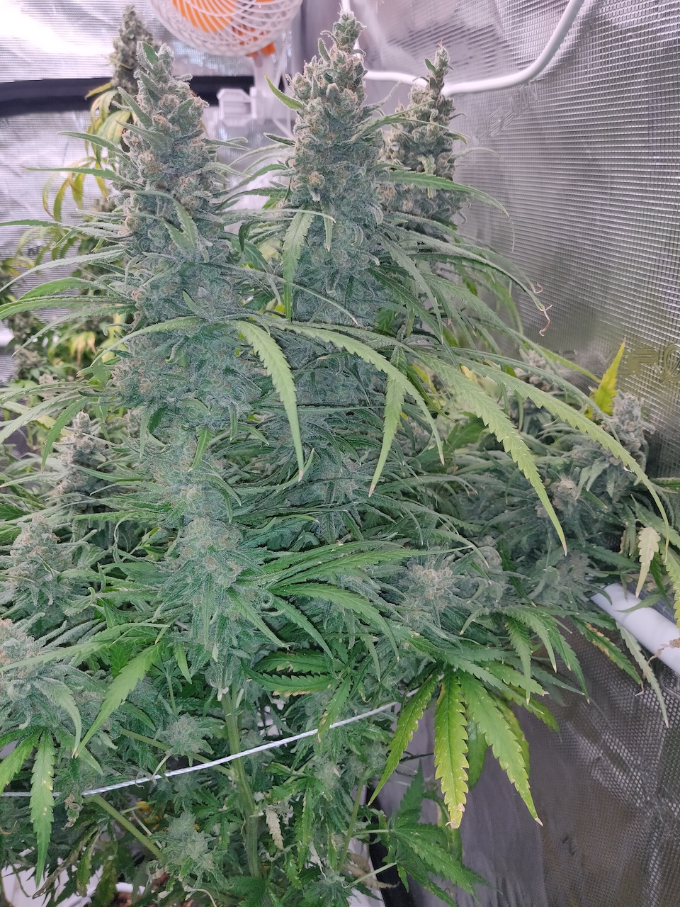 Blue Sunset Sherbert - Day 114 - 8.jpg