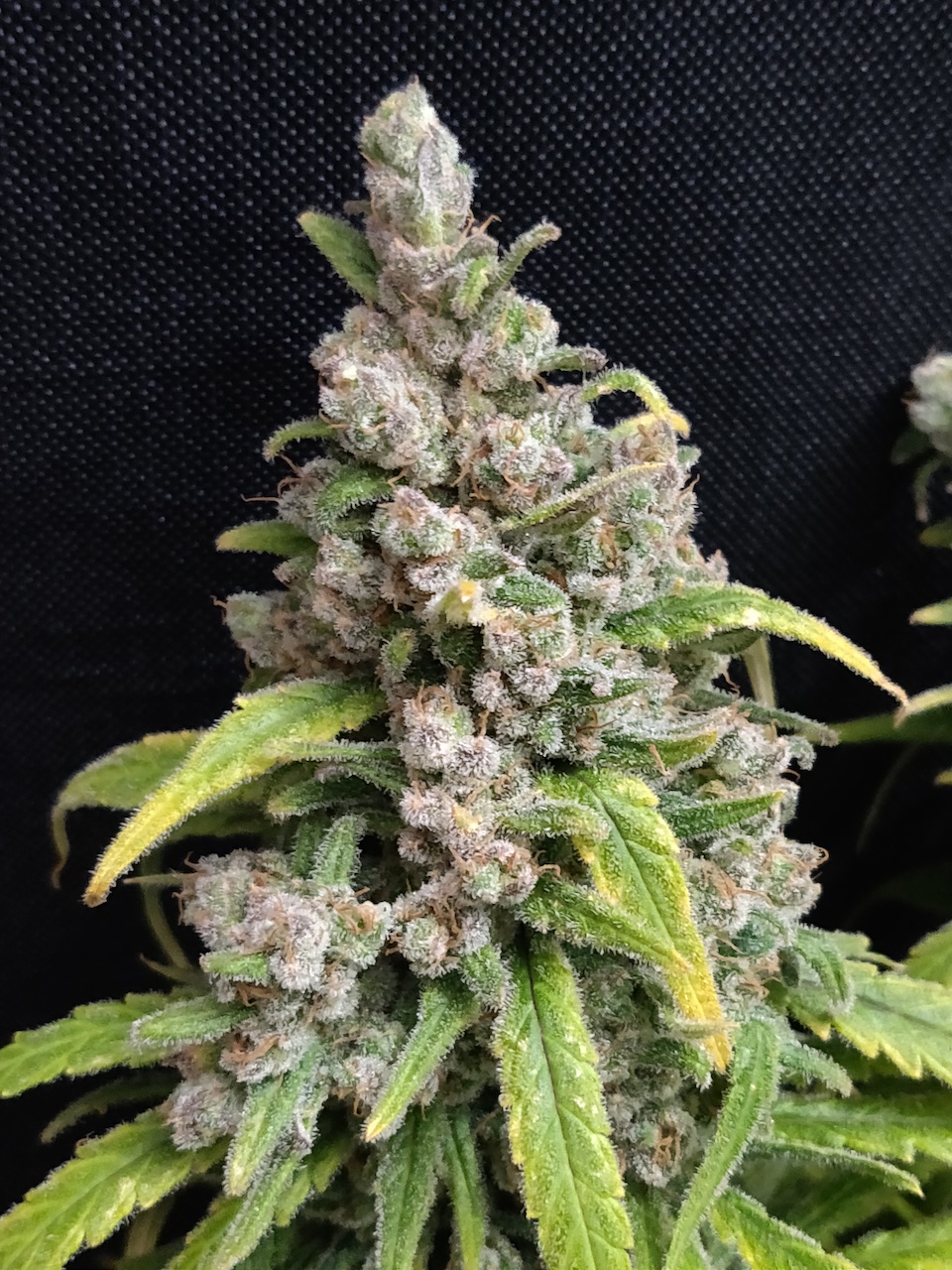 Blue Sunset Sherbert - Day 117 - Harvest - 14.jpg