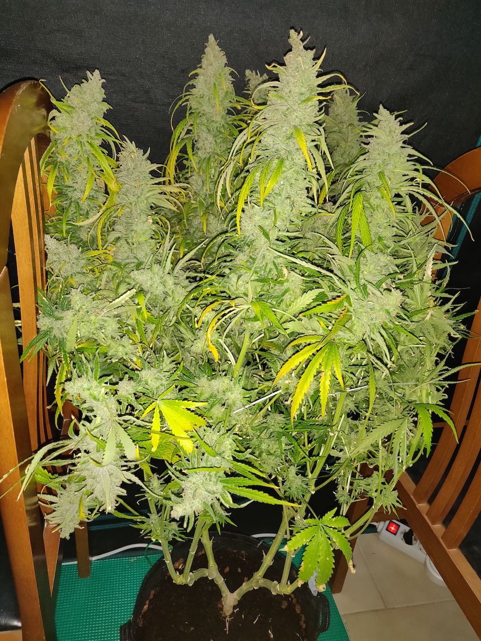 Blue Sunset Sherbert - Day 117 - Harvest - 2.jpg