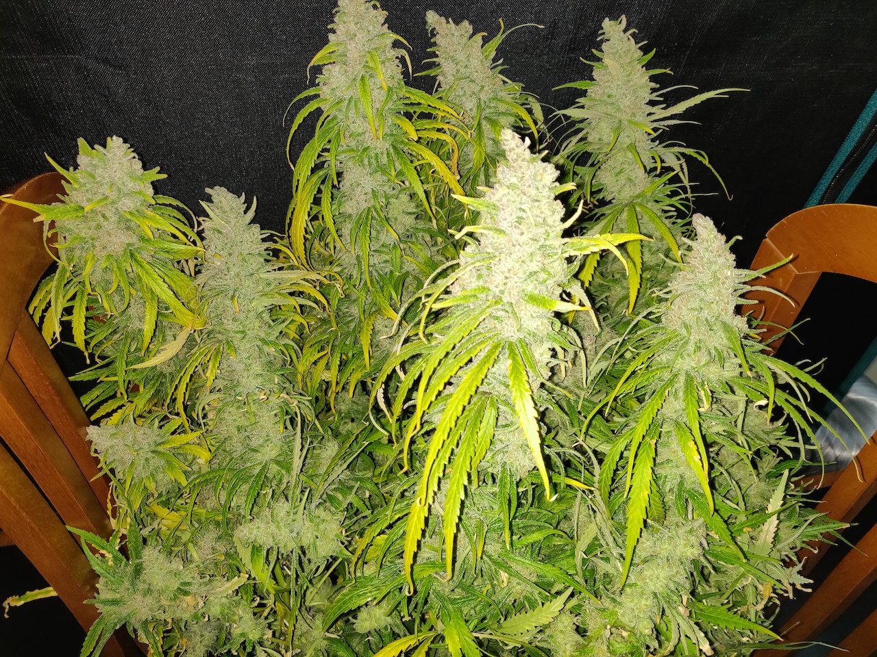 Blue Sunset Sherbert - Day 117 - Harvest - 5.jpg