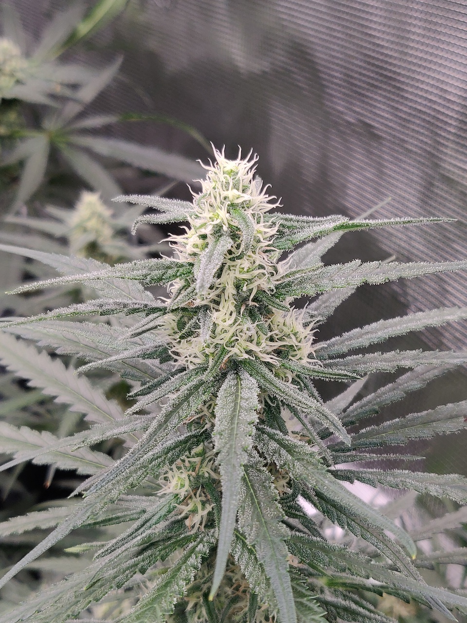 Blue Sunset Sherbert - Day 77 - 1.jpg