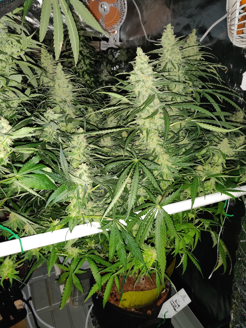 Blue Sunset Sherbert - Day 94 - 4.jpg