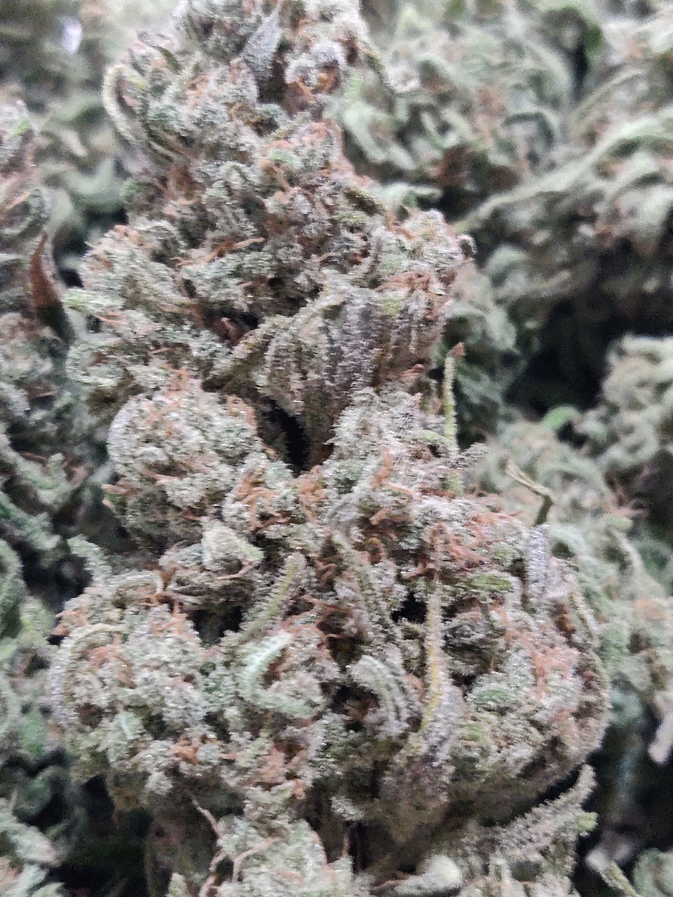 Blue Sunset Sherbert - Yield - 2.jpg