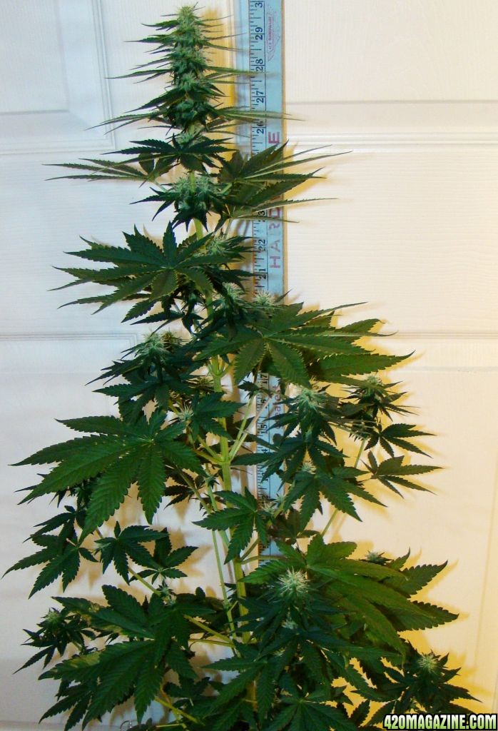 Blue Thunder day 24