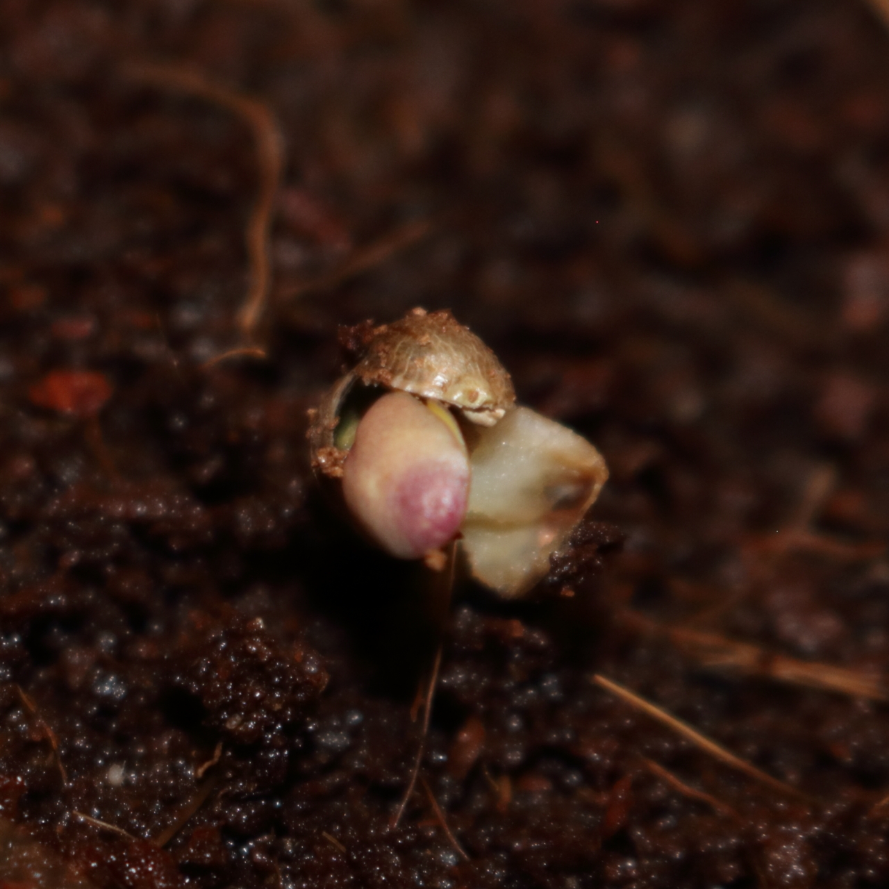 Blue Treacle Auto Seed Day1.2.JPG