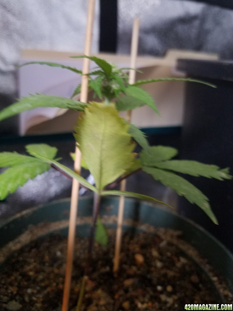 Blue Trickle at 41 days from sprouting