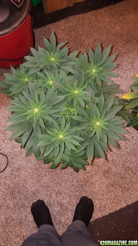 Blue Water Bud first grow