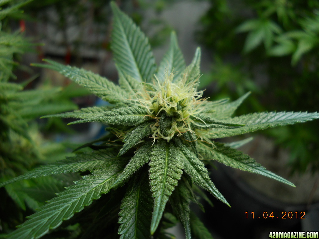 Blue Widow 28 days flower