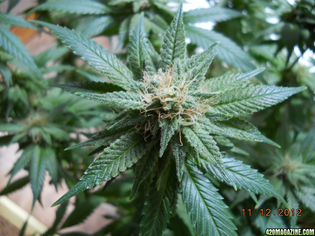 Blue Widow 28 days flower