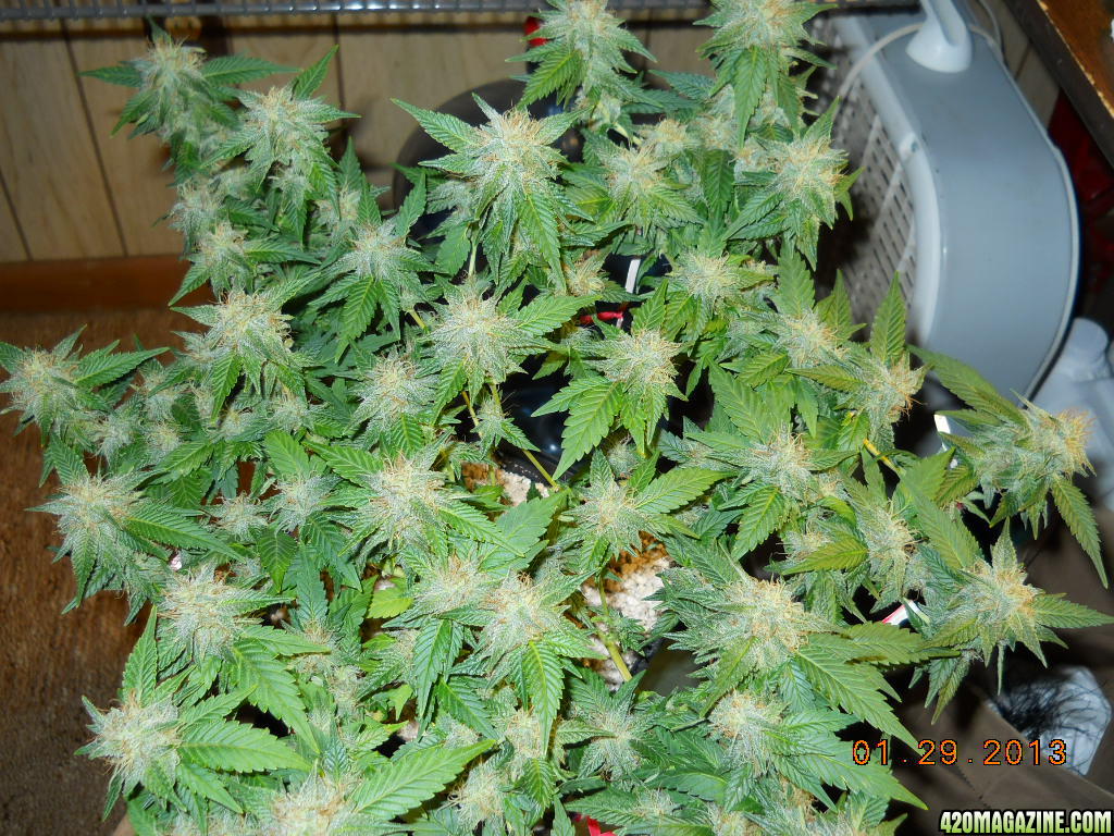 Blue Widow 34 days of 12/12