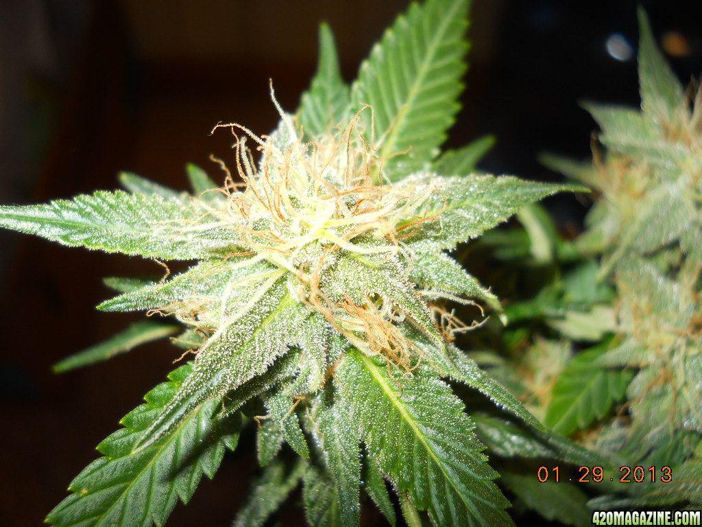 Blue Widow 34 days of 12/12