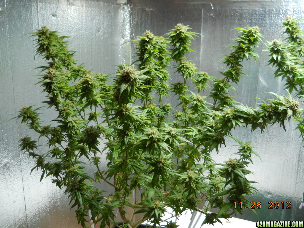 Blue Widow 45 days flower