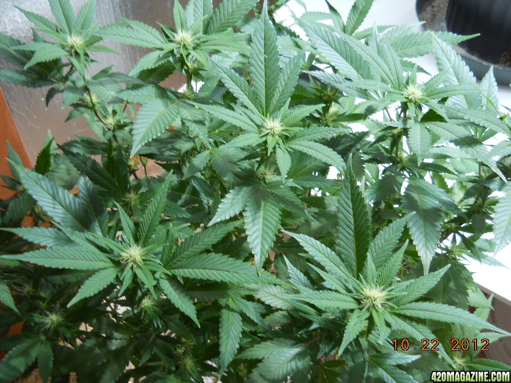 Blue Widow - flowering day 10