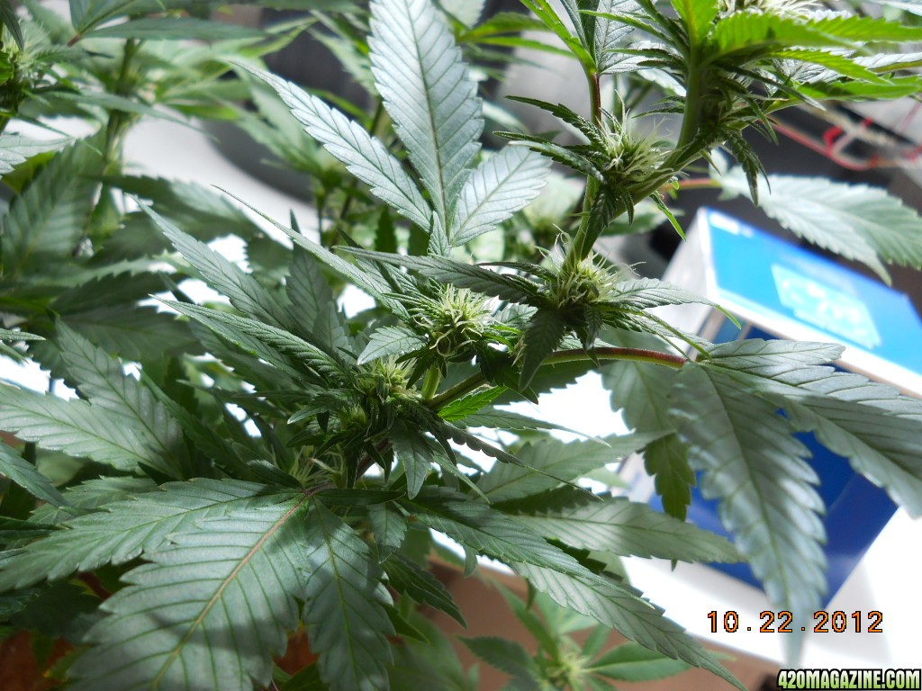 Blue Widow - flowering day 10