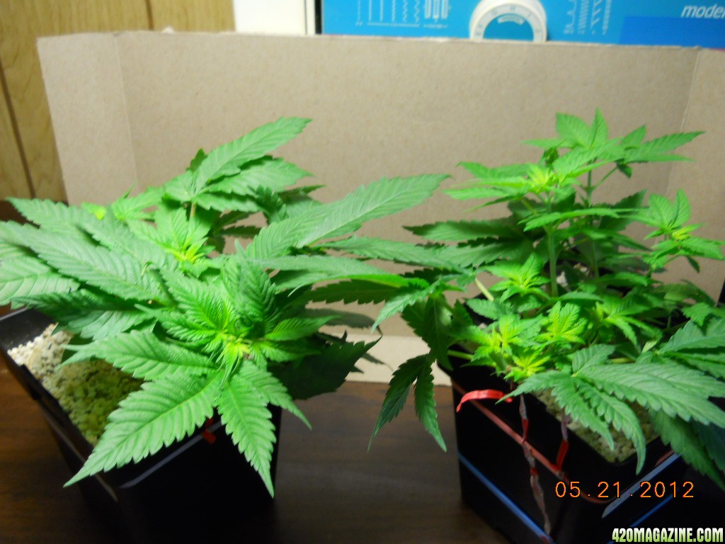 Blue Widow (L) and Northern Lighs x Big Bud (R) seedlings