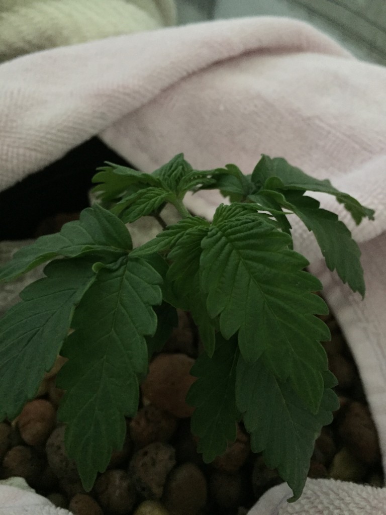 blue widow nute issue?