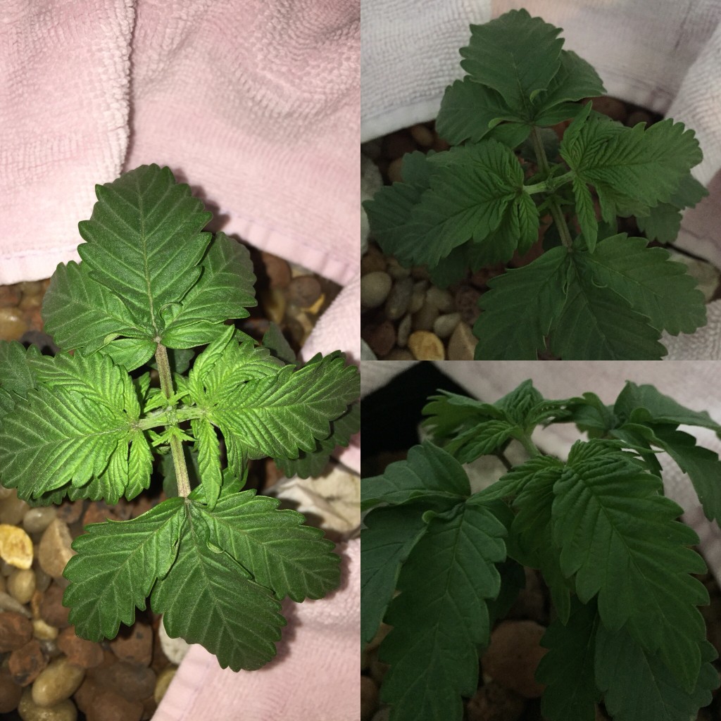 blue widow nute issue?