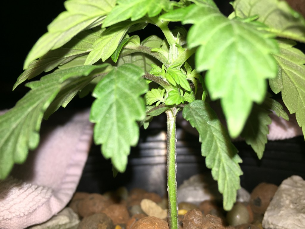 blue widow nute issue?