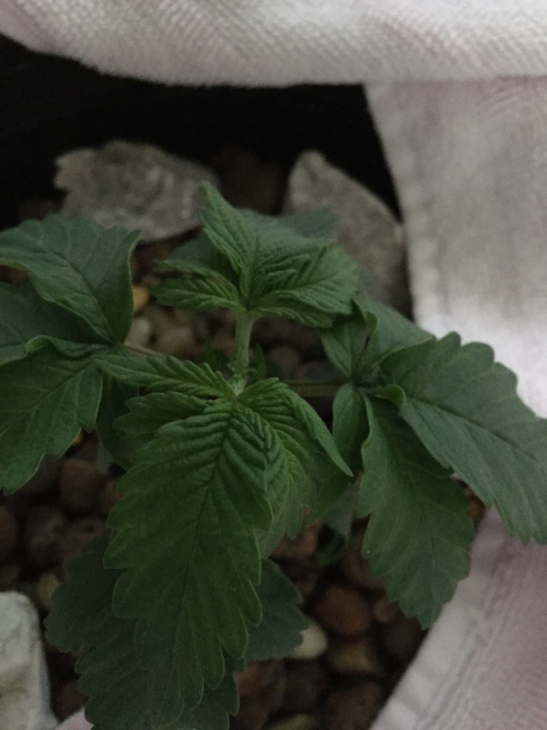 blue widow nute issue?