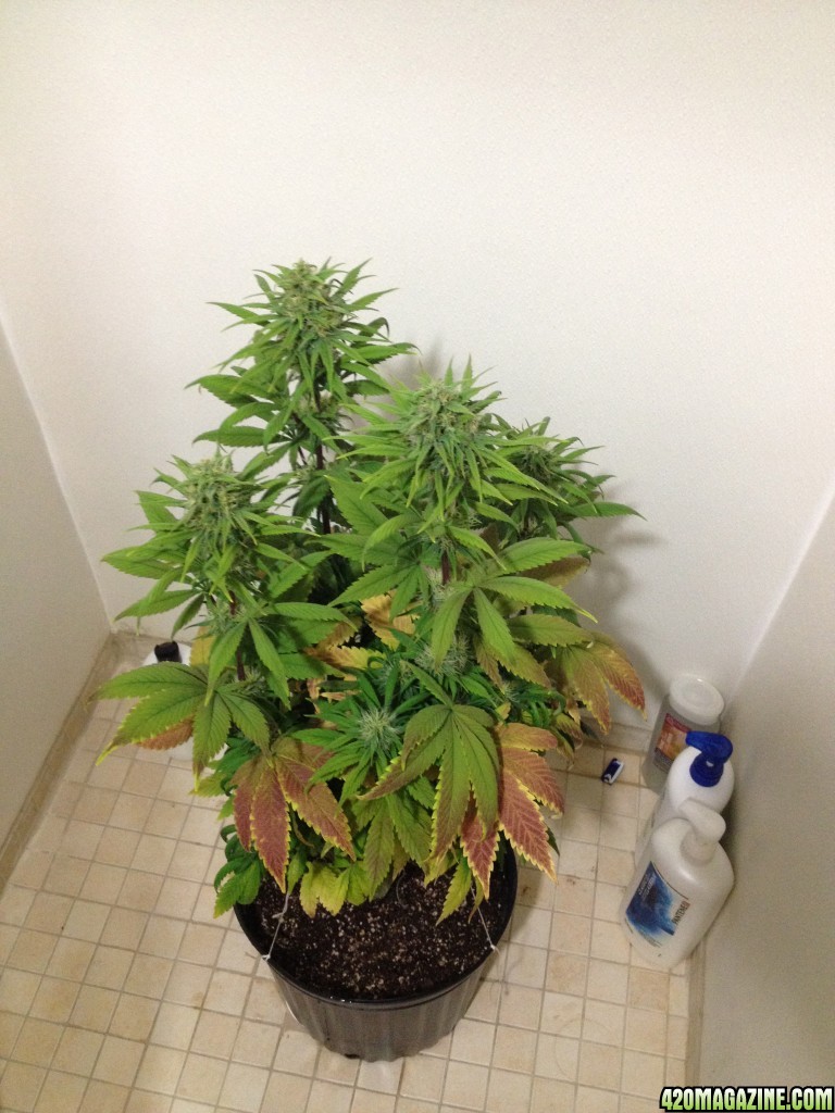 blue widow plant #2